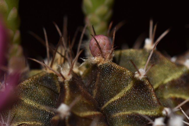 Gymnocalycium Mihanovichii group flower 2021 11.jpg