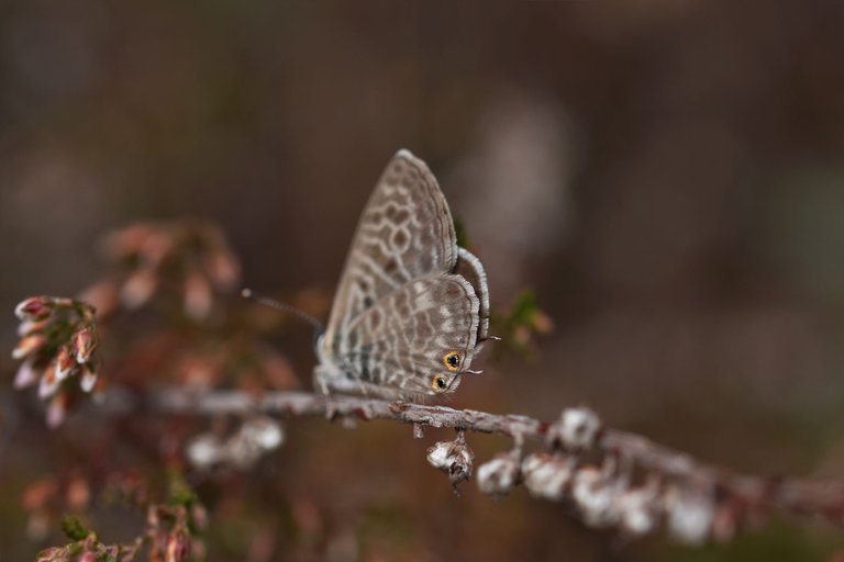 Marine Blue butterfly heather 3.jpg