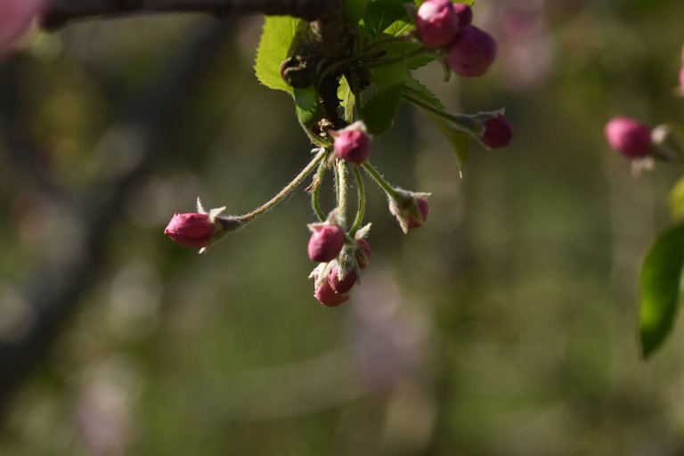 fruit tree blossoms 6.jpg