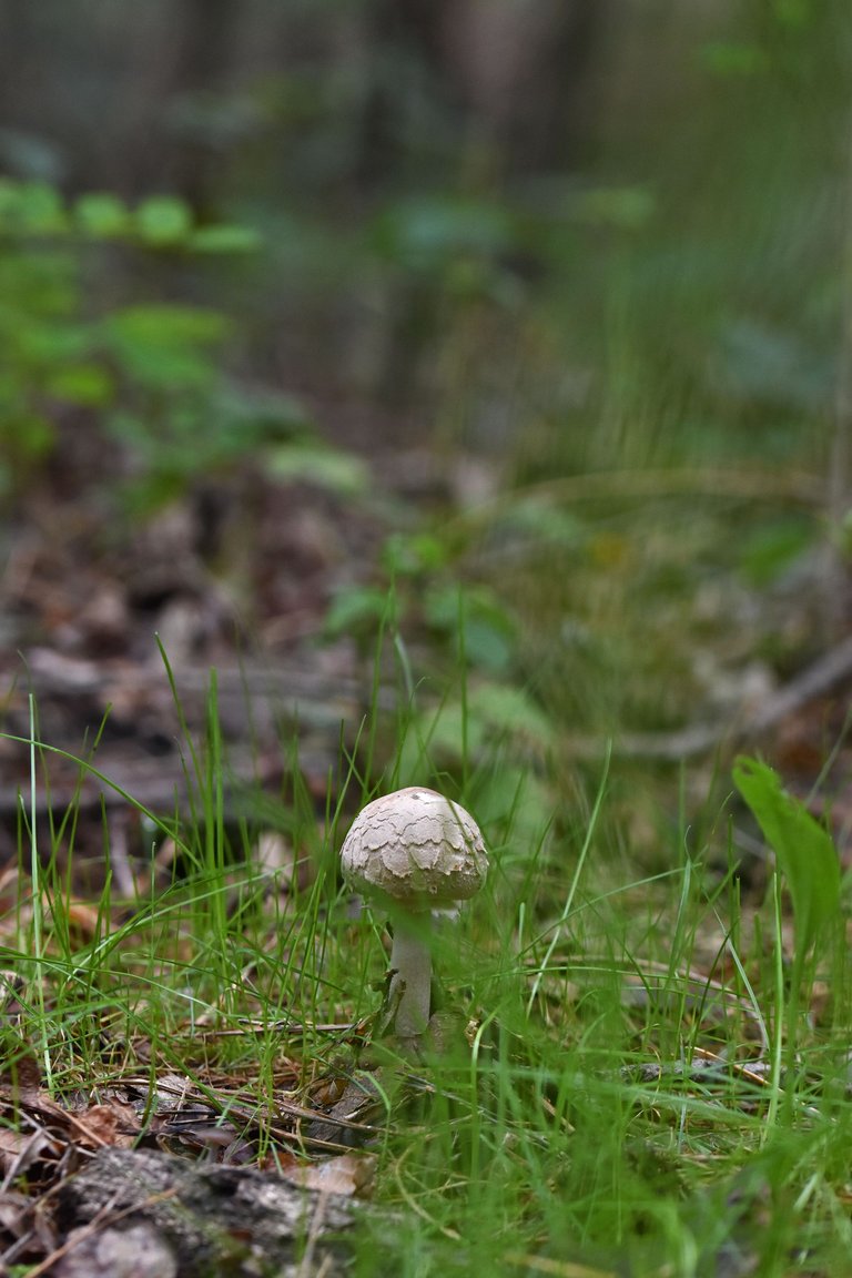 white mushrooms grass 1.jpg