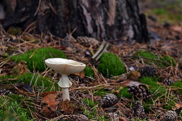 wet mushrooms 3.jpg
