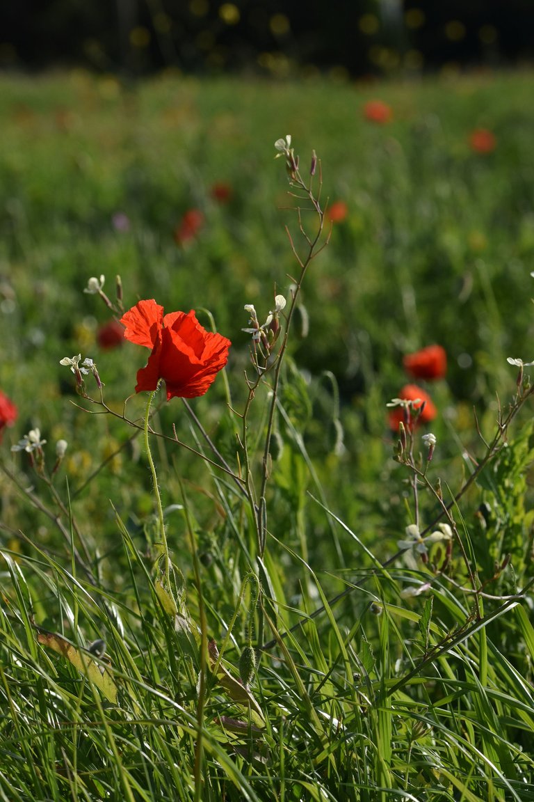 poppies park 10.jpg