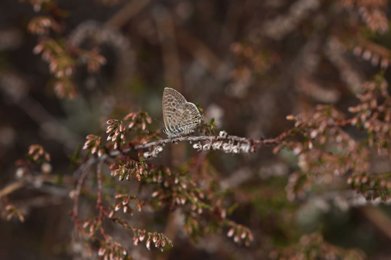 Marine Blue butterfly heather 4.jpg