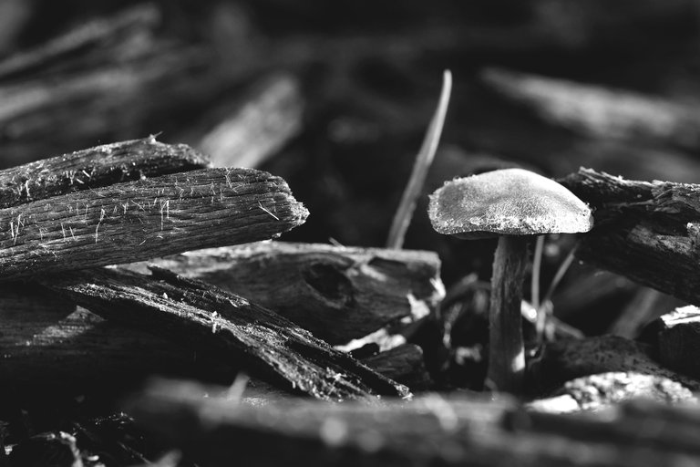 small mushroom bark chips bw 1.jpg