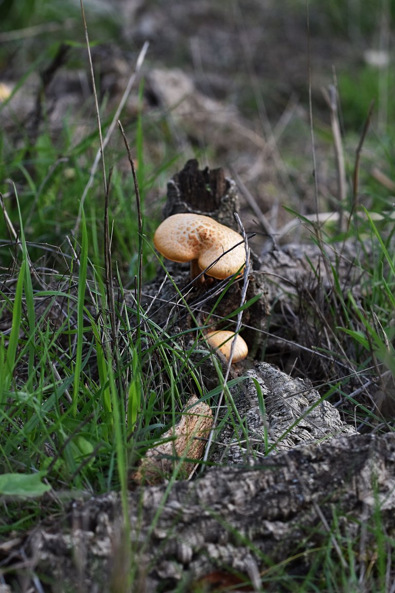 Gymnopilus suberis orange mushrooms pt  15.jpg