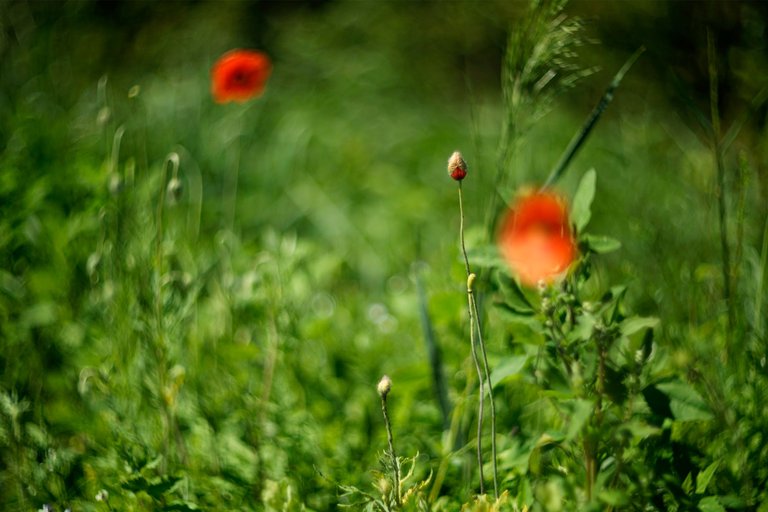 poppy bud helios bokeh 2.jpg