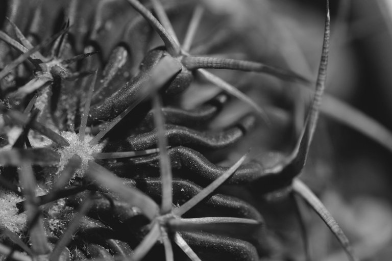 Stenocactus Echinofossulocactus 2022 bw 6.jpg