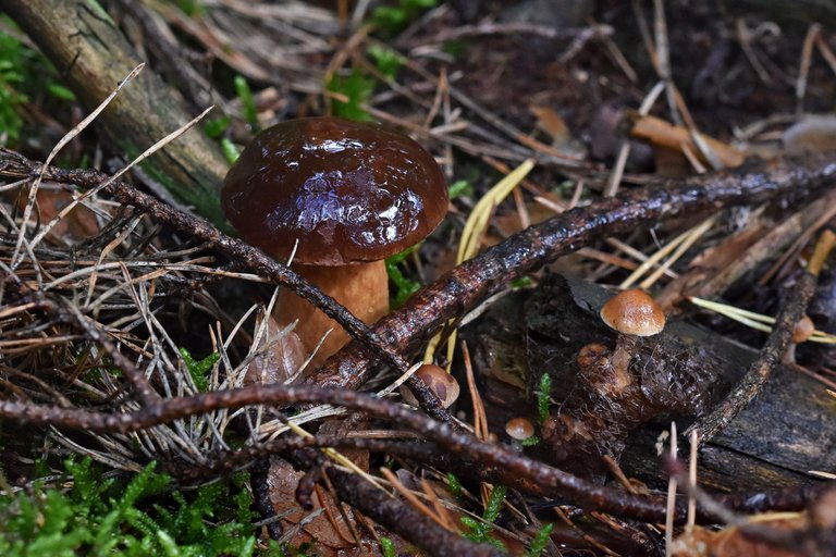 boletus mushroom pl 10.jpg