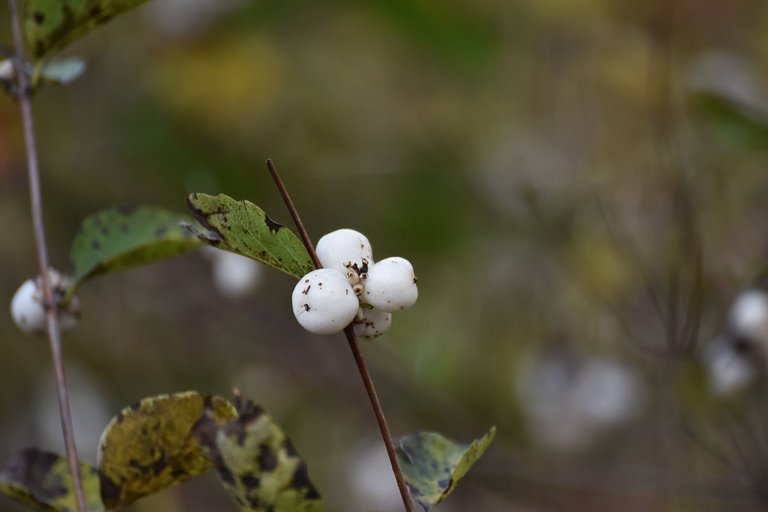 Snowball berries 1.jpg