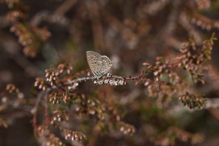 Marine Blue butterfly heather 6.jpg