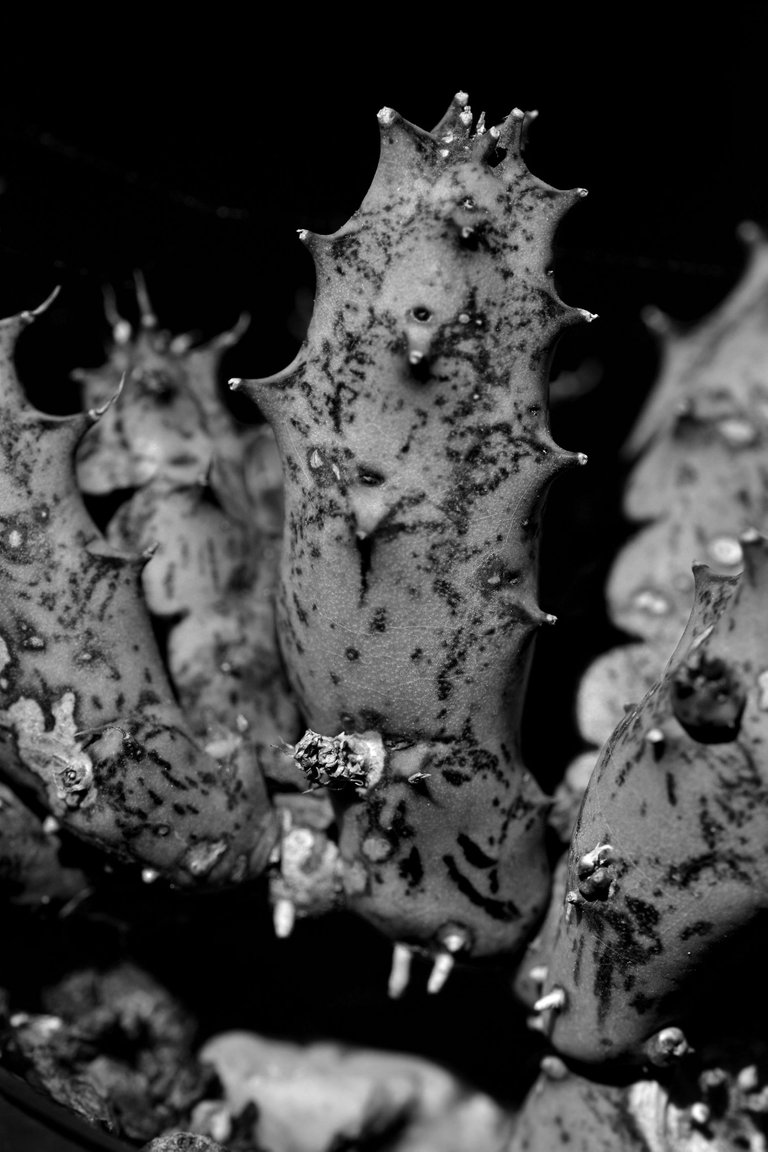 Huernia scars bw 2.jpg