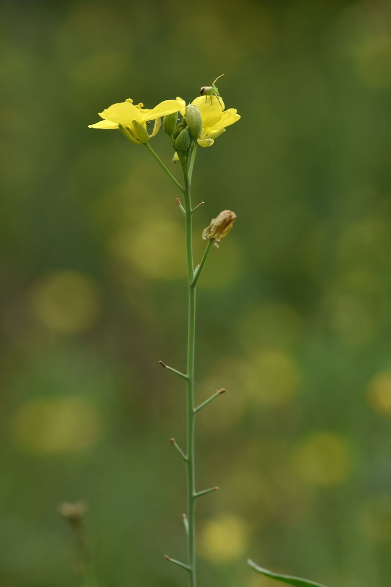 yellow ruccola bee pl 4.jpg