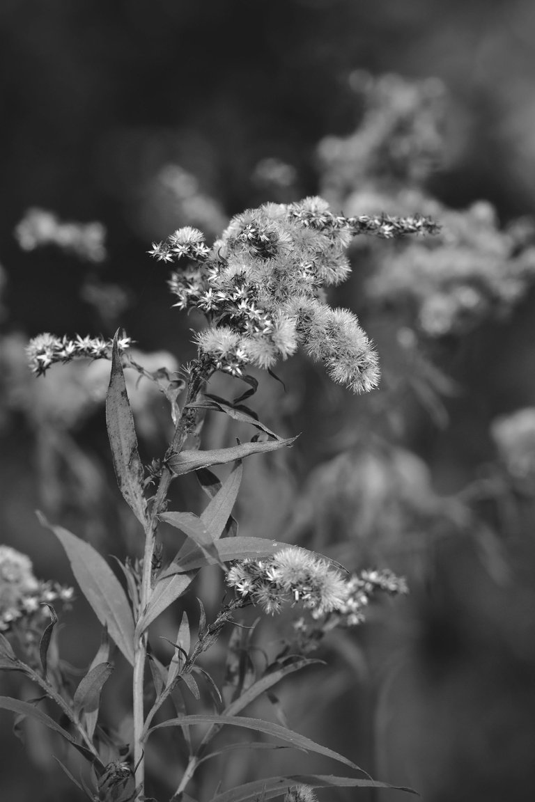 fluffy seeds garden bw.jpg