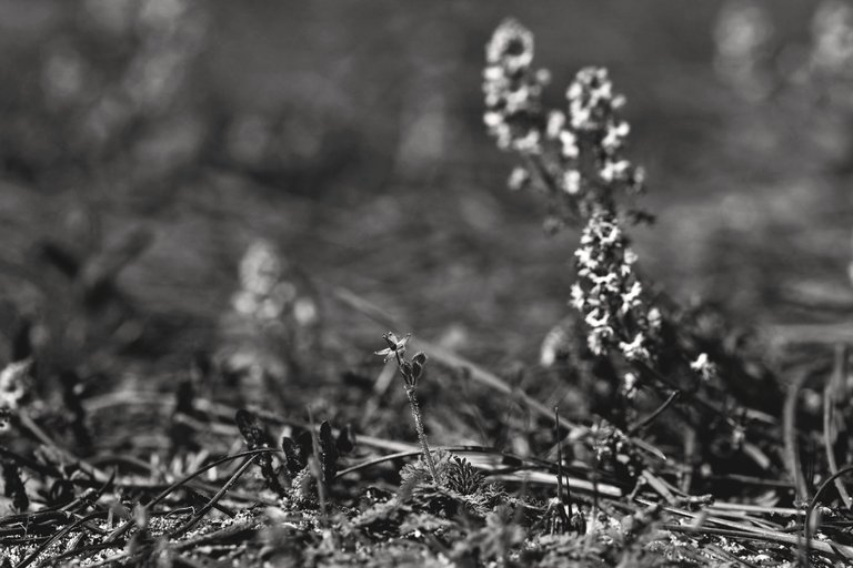 Sesamoides spathulifolia wildflower geranium bw.jpg