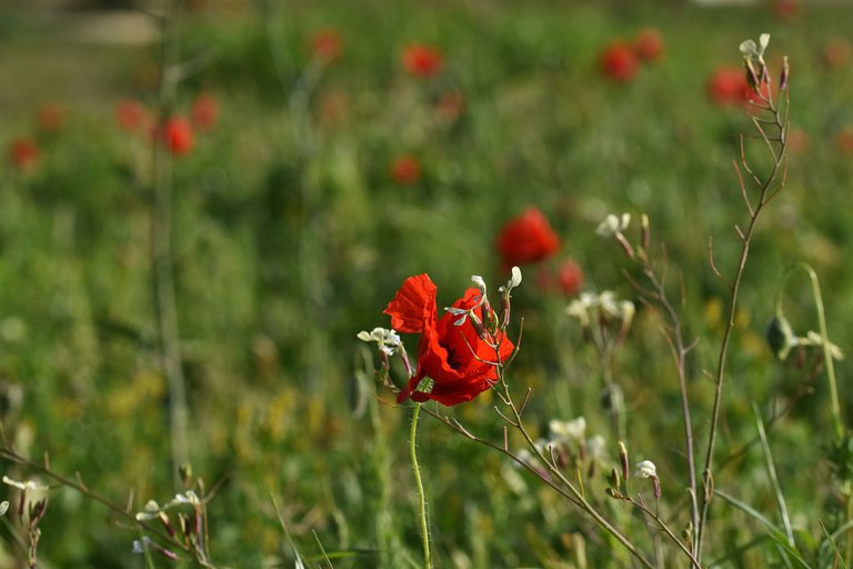 poppies park 9.jpg