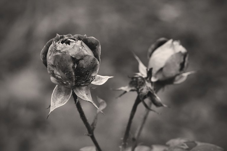 Fall roses sepia 1.jpg