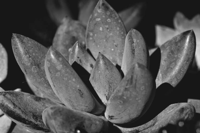 succulents community pot bw 3.jpg