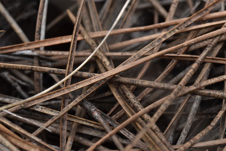dry pine needles.jpg