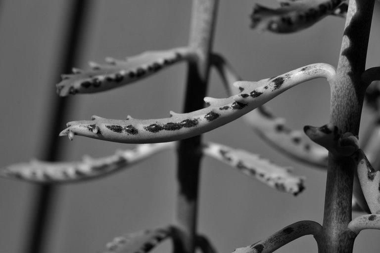 Kalanchoe Lucky Bells flowers bw 6.jpg