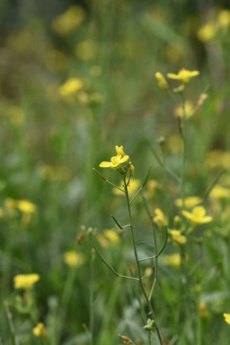 yellow ruccola bee pl 2.jpg