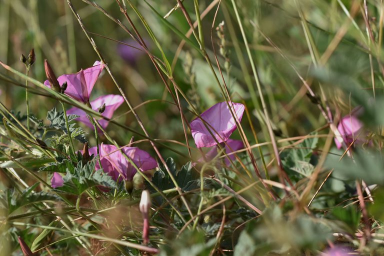 Convolvulus althaeoides pink 3.jpg