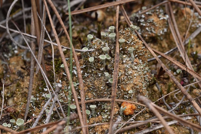 lichen needles.jpg