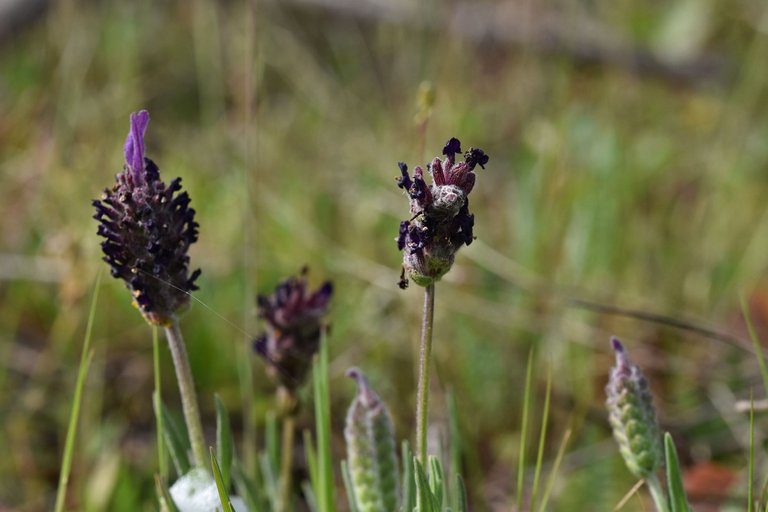 Lavandula pedunculata wild lavender 2.jpg