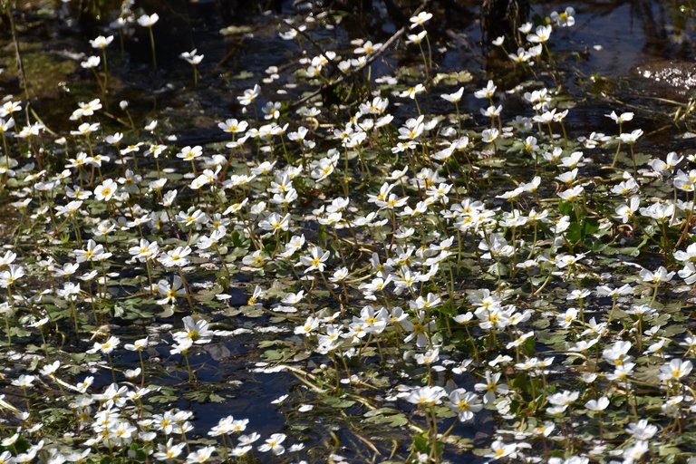 Ranunculus peltatus water flower 3.jpg