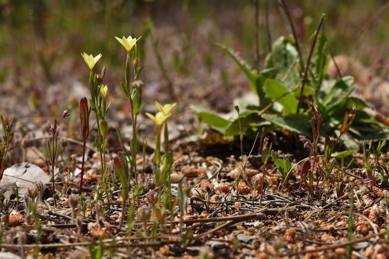 Centaurium maritimum yellow wildflower 1.jpg