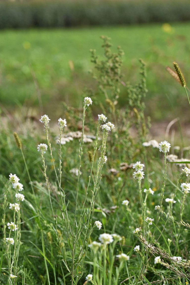 Berteroa incana Hoary alyssum pl 9.jpg