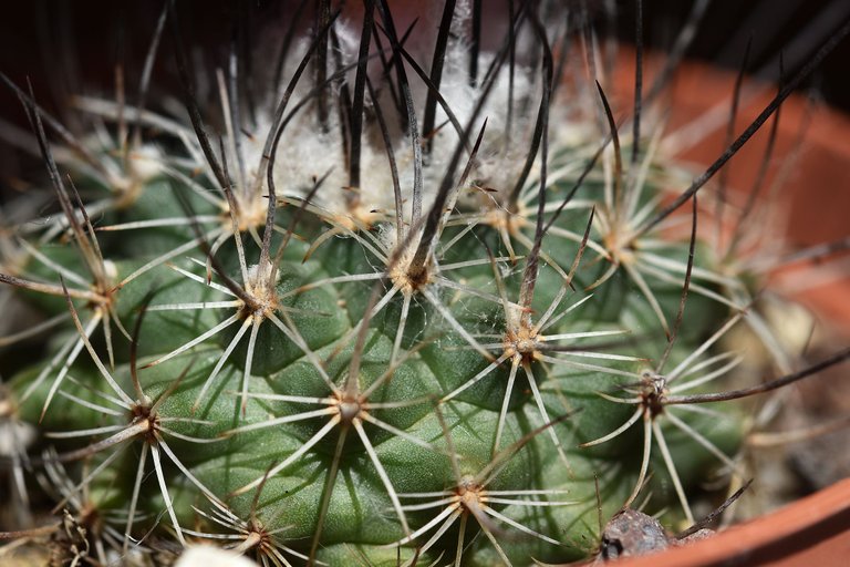 Turbinicarpus Viereckii 2022 4.jpg