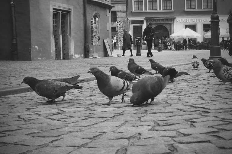 Wroclaw Town Hall bw 4.jpg