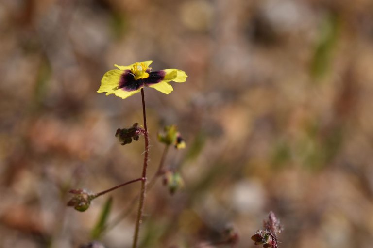 Tuberaria guttata yellow wildflower 2.jpg