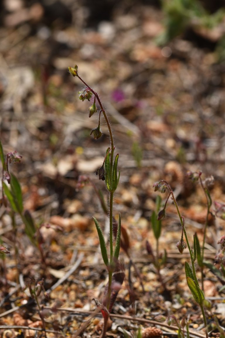 Tuberaria guttata yellow wildflower 3.jpg