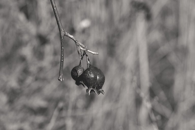 rosehip pl bw 1.jpg