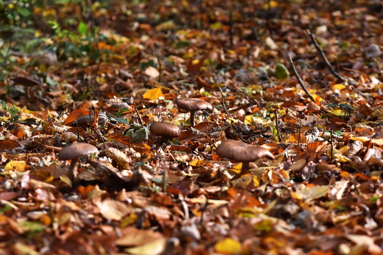 brown mushrooms leaves pl 7.jpg