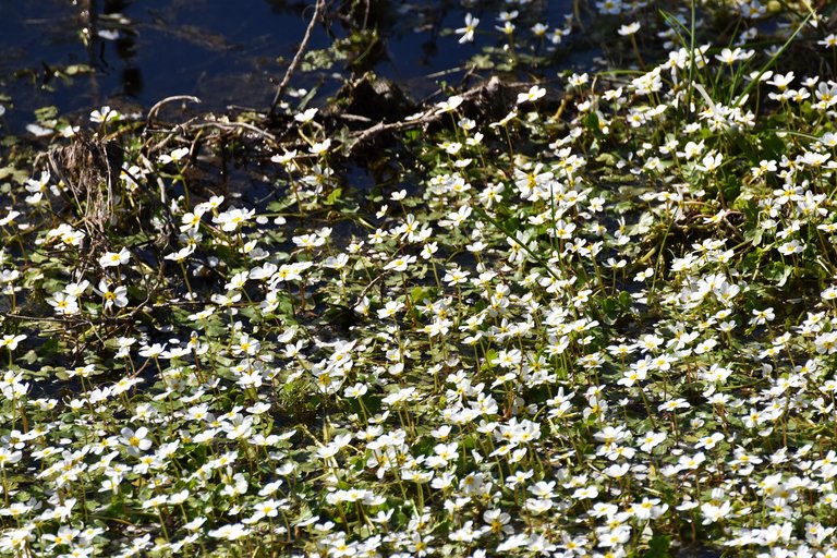 Ranunculus peltatus water flower.jpg