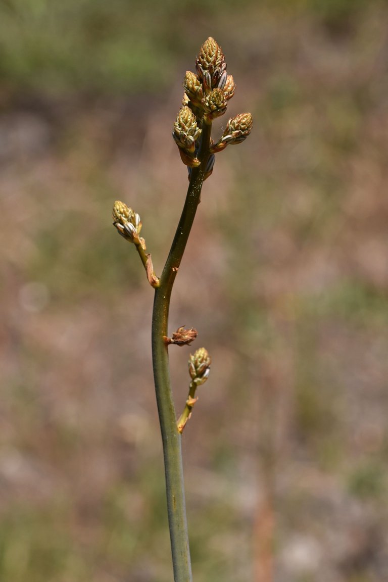 Asphodelus ramosus flowers 13.jpg