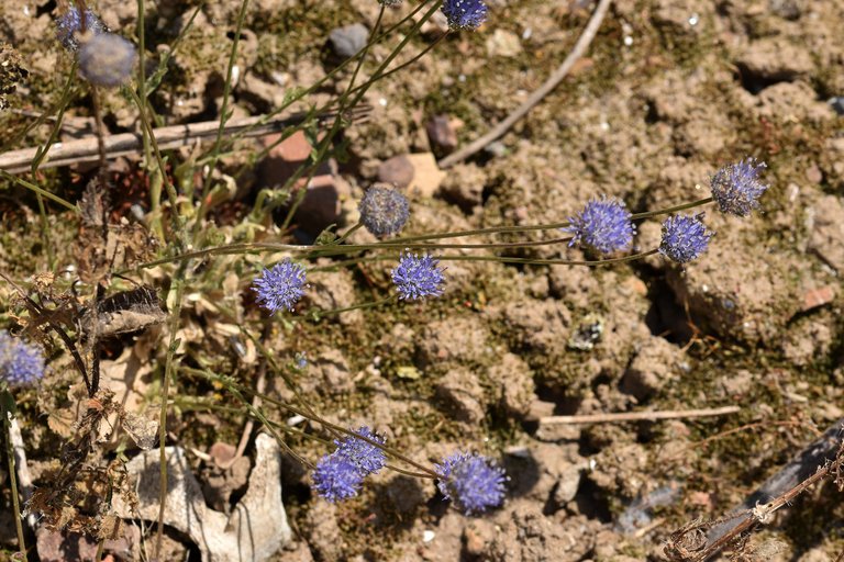 Jasione montana blue wildflower 6.jpg