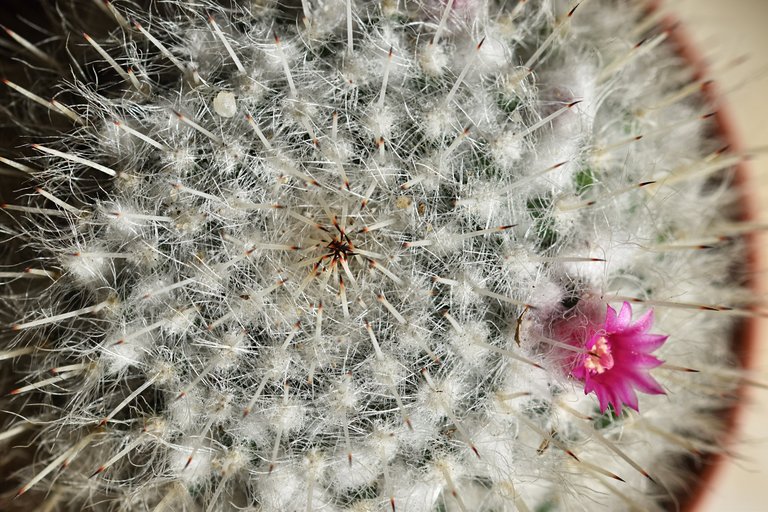 mammillaria dark spines 2024 5.jpg