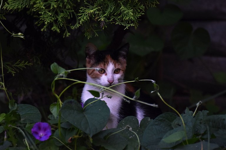 Calico kitty pl 6.jpg