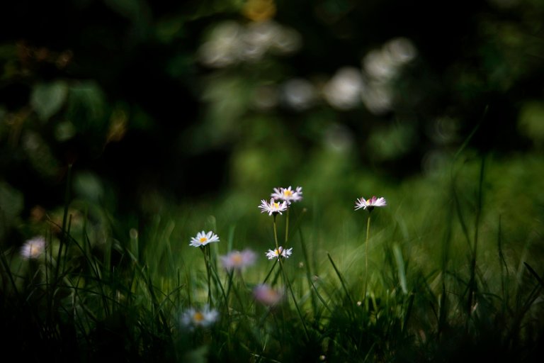 daisies bokeh biotar 2.jpg