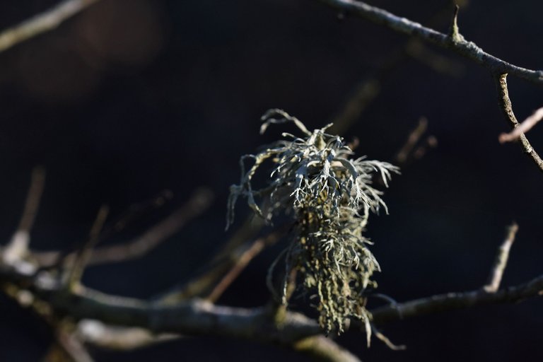 lichen cork 8.jpg