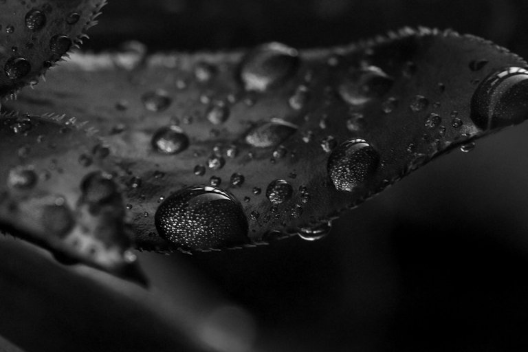 black aeonium raindrops bw 3.jpg