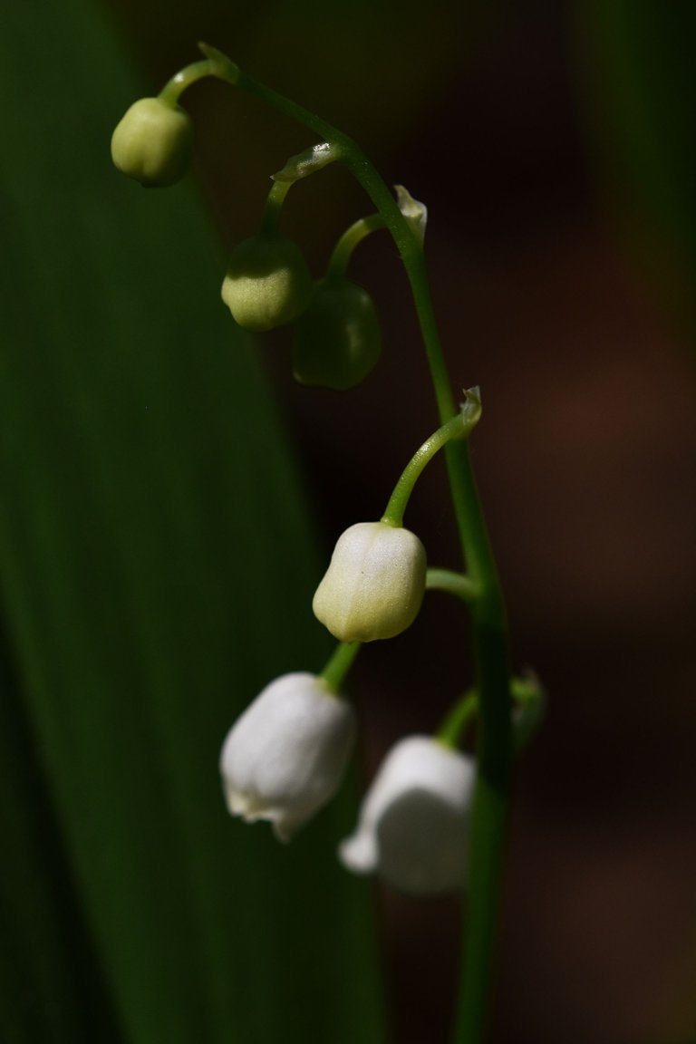 Lily of the valley 4.jpg