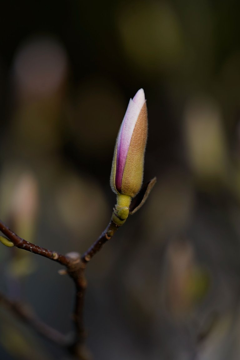 magnolia buds Samyang AF 135mm 2.jpg