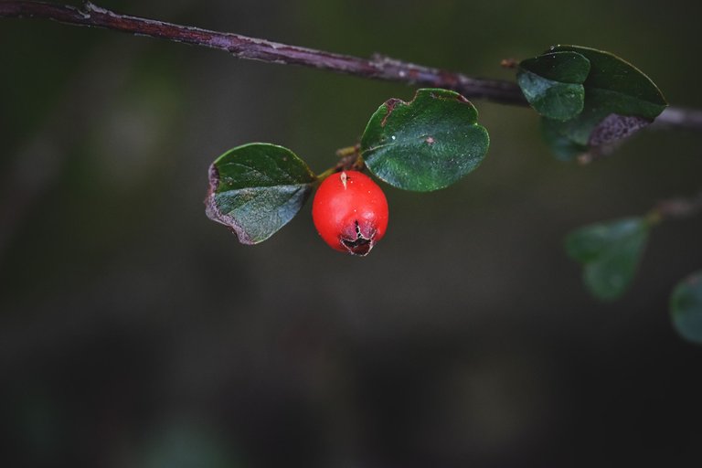 Cranberry Cotoneaster shrub pl 13.jpg