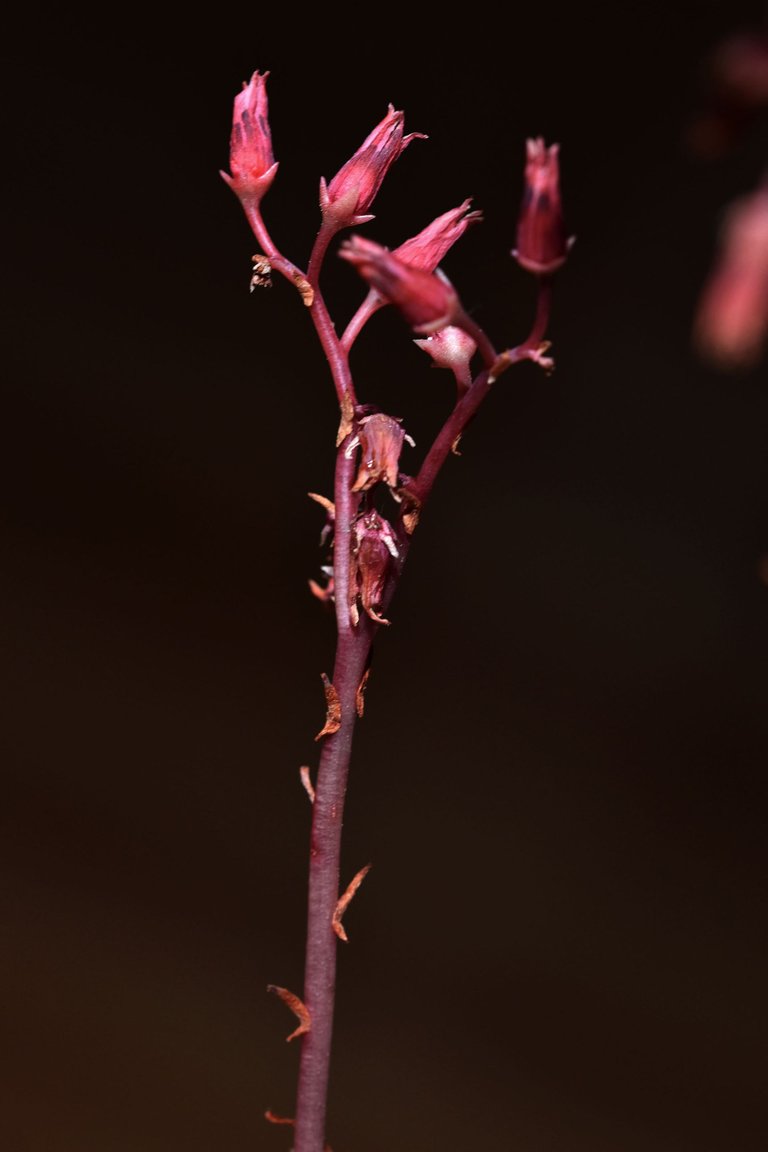 Echeveria Agavoides 2023 3.jpg