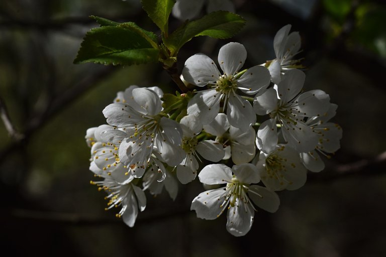 cherry blossoms pl 2.jpg