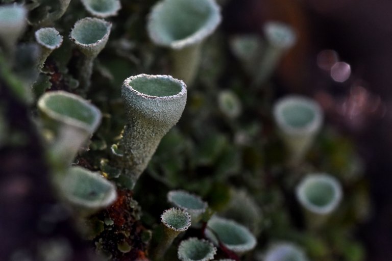 Cladonia lichens moss macro 5.jpg